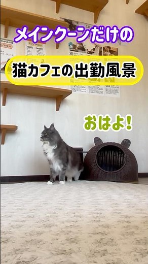 20260530メインクーンだけの【猫カフェの出勤風景】#cat #cooncat #mainecat #もふもふ