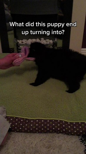 Well that escalated quickly! #newfoundland #newfoundlanddog #dogsofttiktok #newf #funny #cute #petsoftiktok #fyp