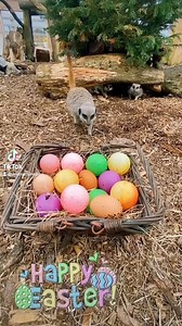 21 reactions | Animal Farm Adventure Park on Reels | Facebook