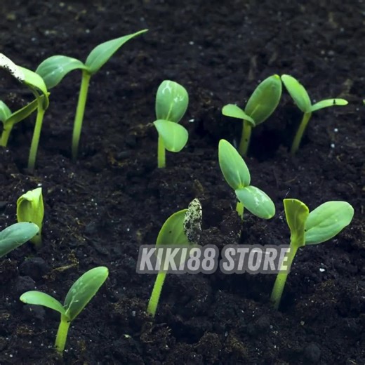 100 Variegated Red & Black Caladium Seeds | Evergreen Ornamental Foliage Plant | Shade Garden | Non-gmo - Etsy