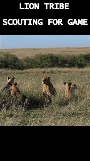 Buffalo Herd Has No Idea What's Coming #wildlife #predator #hunting
