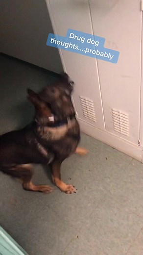 Drug Detection Dog Training Session