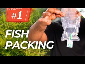 Live Fish Delivery Packing - Aquarium Fish Shipping in India | Best4pets