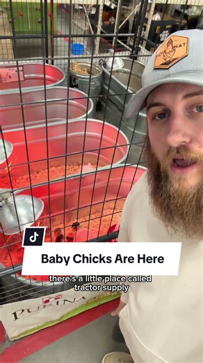 It’s Game Time Gentlemen #homestead #foilhatgang #relatable #backyardchickens #marriagehumor
