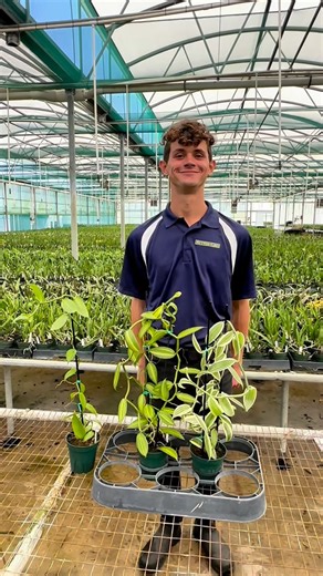 Meet Vanilla planifolia—the beautiful vine behind real vanilla 🌿! Whether variegated or non-variegated, this tropical orchid is a stunning addition to any orchid collection. Variegated Vanilla planifolia features green striped leaves, making it a true showstopper and a favorite for collectors. Non-variegated Vanilla planifolia offers rich, solid green leaves with vigorous growth and a classic, lush look. Both varieties love bright, indirect light, warm temperatures, and a support to climb on. W