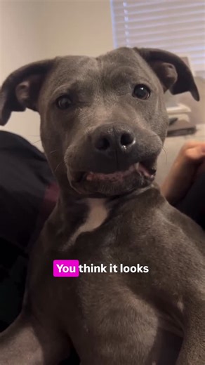 Bellatrix 🐾✨ on Instagram: "Personally, I think it looks cute ✨"