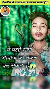 This bird can mimic every sound. #viral #facts #video