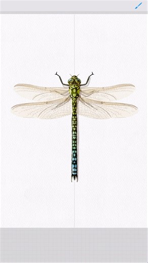 Watercolor Dragonfly in Procreate✨ Drawing Process ✏️ #procreate #watercolor #procreatebrushes