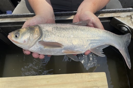 Slowing the spread: SDSU researchers offer recommendations for preventing invasive carp