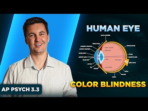 The Human Eye & Color Blindness [AP Psychology Unit 3 Topic 3]