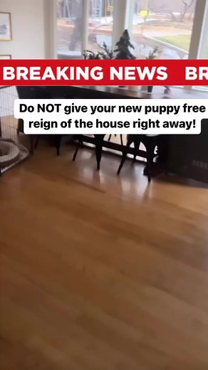 Effective Puppy House Training Tips for New Pet Owners