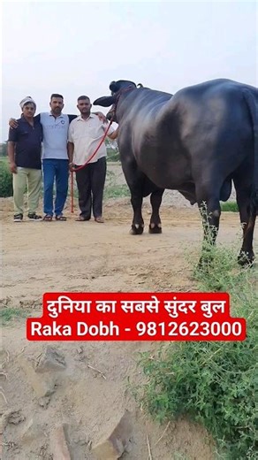 दुनिया का largest breed of buffalo || Raka Dobh, Rohtak || The power of a Black Bull