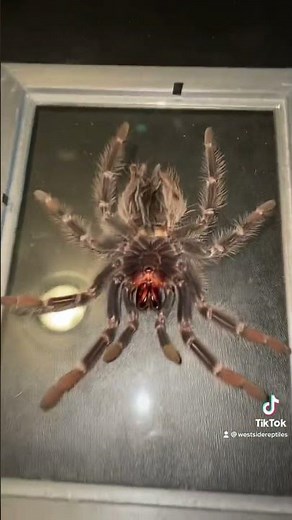 What to do with your Tarantula Molts!