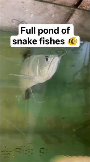 🐠🐟#fish #snakefish