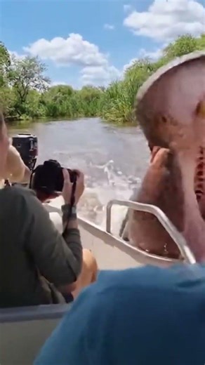 Hippo Chased Their Boat Down The River 😳🦛 #shorts #wildlife #viral