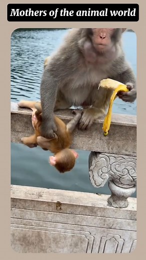 Watch the funniest dog fails, dances, and reactions! These hilarious moments will make your day.