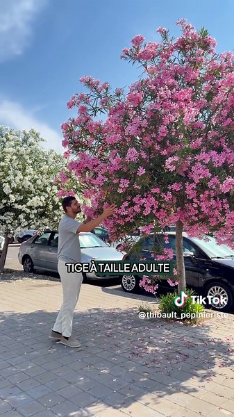 Laurier rose : plantation, entretien et atouts pour jardin méditerranéen