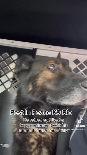 Rest in Peace K9 Rio. | Georgia Police K9 Foundation