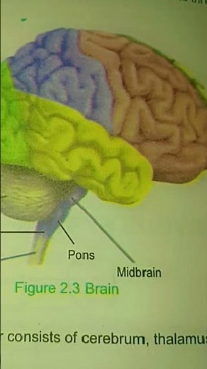 Human Brain Diagram Explained | Parts of the Brain & Their Functions | Easy Biology