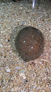 543K views · 199 reactions | Texture and quality of seacucumber are very important❤️ #islandlife #seafood #lieanncanelas❤️ | Lieann Cortez Cañelas | Facebook