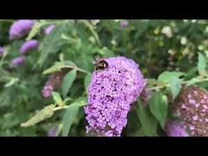 "This Is The Way" | Walk the River Wey: Godalming to Guildford | Nature Walk in Surrey | No Talking