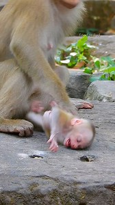 Really heart-breaking pity Lucie crying! why Luna stronger warning milk baby like that! | Good Or Bad