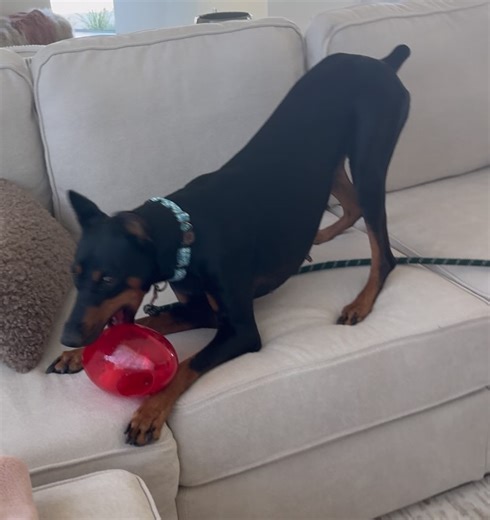 Desert Harbor Doberman Rescue of Arizona on Reels