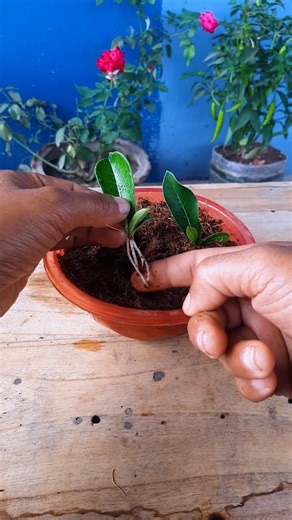 Growing adenium plant at home from leaf | Easy method that works fast