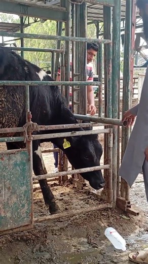 #Animal Taging #Animals Identity #Animals Numberings #Animals Branding #Animals Identification