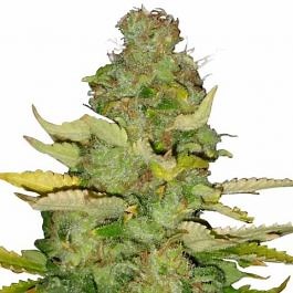 Maui Wowie Seeds For Sale - Free USA DISCREET Shipping! | ILGM