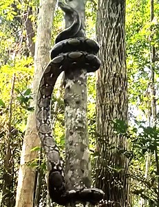 Klimmeester in actie! 🐍🌴 | Curioctopus.nl