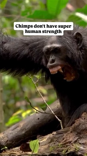 Jerry Adriko on Instagram: "This topic comes up in random internet discussions, so I tried to do some research to determine what measurements of chimp strength exist. The best evidence I could find comes from a study by Finch published in 1943, where they built an apparatus to measure chimp pulling strength. The article can be found here: https://doi.org/ 10.2307/1374806 #fblifestyle"