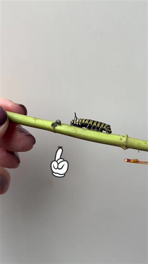 Caterpillar Molting Process Explained