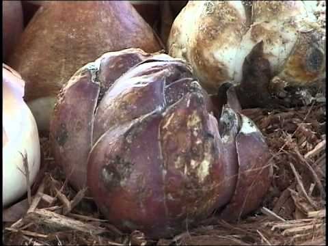Science of Vegetative Techniques