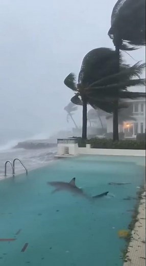 After Hurricane Melissa — Sharks Found in People’s Pools! 😱🌪️🐋