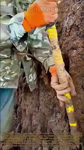 The Traditional Way: Hand-Digging the Deep-Rooted "Tiegun Yam"