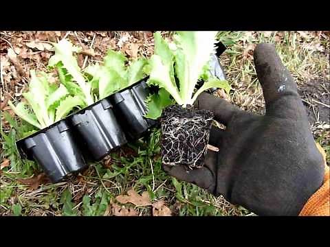 Comment planter des salades - Monjardindansleslandes