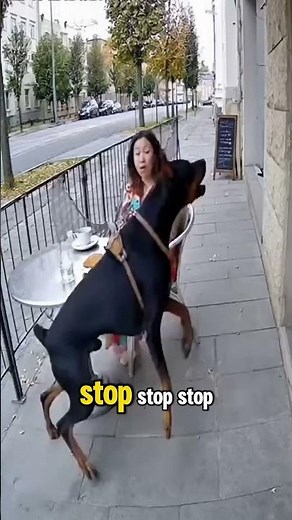 Top 5 Hero Dogs | Unmatched Instinct & Loyalty That Saved Lives 🐶🔥