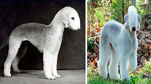 The Rarest Dog Breeds in the World - 1Funny.com