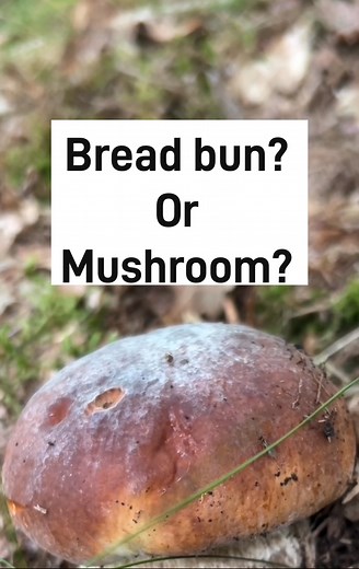 4.8K views · 125 reactions | Identifying and exploring the Penny Bun Mushroom: The King of Mushrooms! Here I discuss the famous Penny Bun mushroom, also known as the Porcini or Cep. I cover how to identify it, where it grows, and how it can be used in cooking!#PennyBun #Porcini #MushroomForaging #fungi #wildfood #foraging | The Forager Within | Facebook
