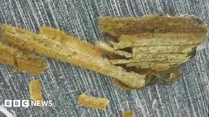 Ancient plants 'frozen in time' by space impacts