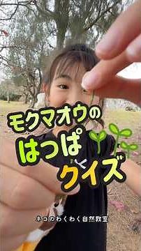 モクマオウの葉っぱ遊び 沖縄の身近な自然で遊ぼう #ネコのわくわく自然教室