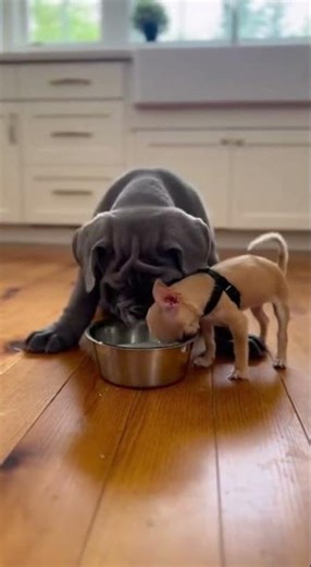 Super Mini Dog amazing tricks you must see #dogs #funnydogs #cutedogs