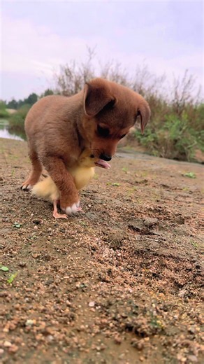 Cutest Mini Dog Breeds You'll Love