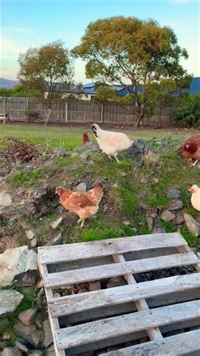 Mount chicken has been conquered 🐔