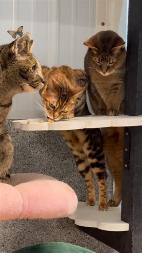 Wildcat Sanctuary on Instagram: "Savannah Ledger, Bengal Merlin, and Chausie Gwen want YOU to know the TRUTH about hybrid cats! ‼️🐱 With the rising popularity of hybrids cats like Bengals & Savannahs on social media, more are getting displaced than ever before due to the challenges presented by their wild genetics 💔. As beautiful as they are, most do not make good household companions. Thankfully, these 3 now live in Catio Town— a specialized forever home built just for hybrid cats here at The