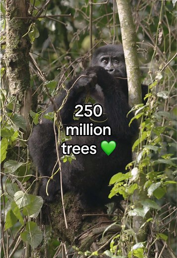 Planting 250 Million Trees with Ecosia & Hope