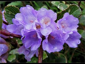 Territorial flower of Lakshadweep