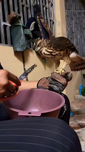 Feeding hawk | AmericanEagle