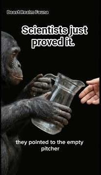 Do apes have imagination? Scientists just proved it.😮 #facts #animalfacts #wildlife
